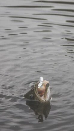 SteelShad Mini - 1/4 Oz - Silver (2pk) 25 SteelShad Mini - 1/4 Oz - Silver (2pk) -Rod Reel Kit Sales Store 5XALlXpj nJ6PUji8fNhhe5gE