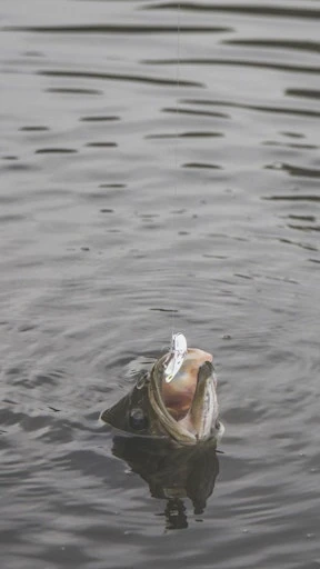 SteelShad Mini - 1/4 Oz - Silver (2pk) 11 SteelShad Mini - 1/4 Oz - Silver (2pk) - Image 11