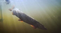 Predatory Formula Twin Pack -Rod Reel Kit Sales Store EkgRfTl3LMvvofsqLfji pEIQ