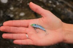 SteelShad Mini - 1/4 Oz - Kentucky Shad (2pk) -Rod Reel Kit Sales Store dBH rmfTGrhwrwKgghEazrvZk