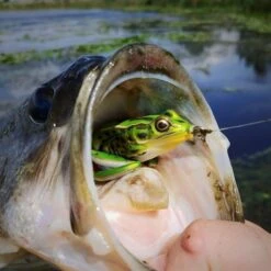 Topwater Combo -Rod Reel Kit Sales Store j7yEkvlTSytB72jUkgIb4QAJo