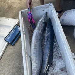 All Speed Wahoo Lure GI-24 7 All Speed Wahoo Lure GI-24 -Rod Reel Kit Sales Store lY8flJeBVedC9MZfGXaUwLImM