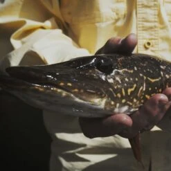 Predatory Formula Twin Pack -Rod Reel Kit Sales Store tzJ9xnRKMtq6qDSvr3sC6Nfxs